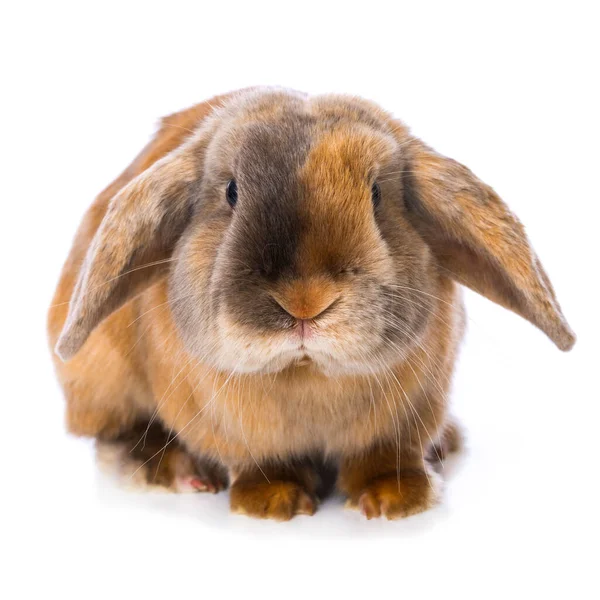 Brown Satin Rabbit Isolated White Background — Fotografia de Stock