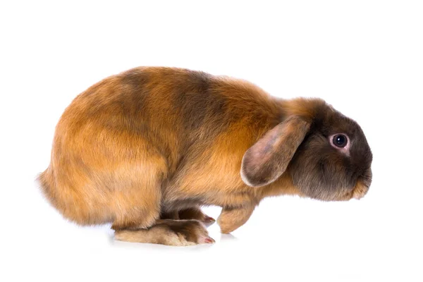 Braunes Satinkaninchen Isoliert Auf Weißem Hintergrund — Stockfoto