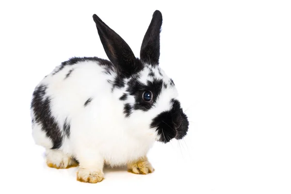 Deutsche Riesen Kaninchen Isoliert Auf Weißem Hintergrund — Stockfoto