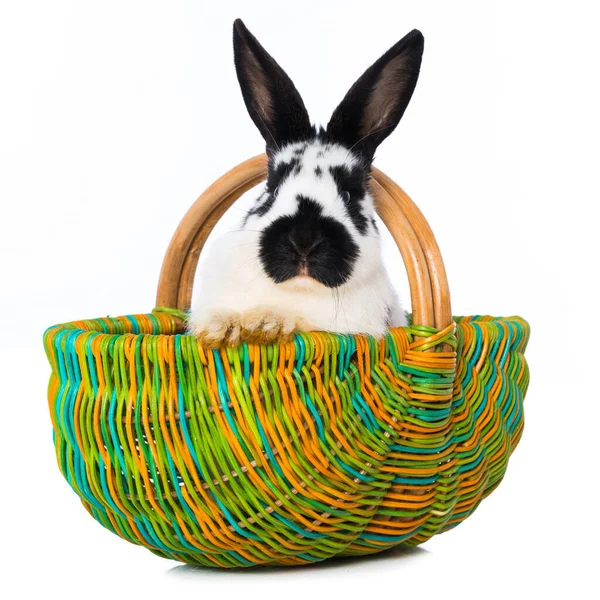 Cute Rabbit Basket Isolated White Background — Zdjęcie stockowe