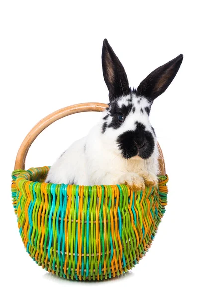 Cute Rabbit Basket Isolated White Background — Zdjęcie stockowe