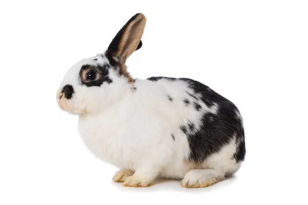 German Giant Rabbit Isolated White Background — стокове фото