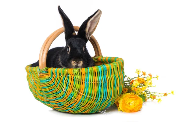 Cute Dwarf Rabbit Basket Isolated White Background — Zdjęcie stockowe
