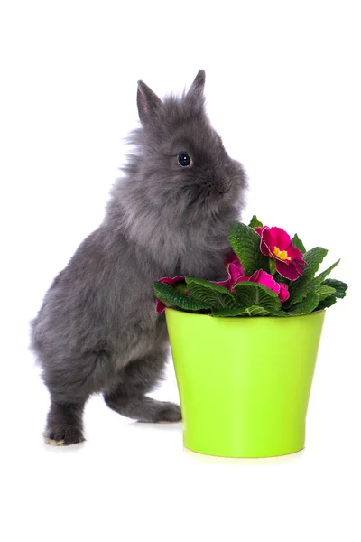 Cute Dwarf Rabbit Isolated White Background — Zdjęcie stockowe