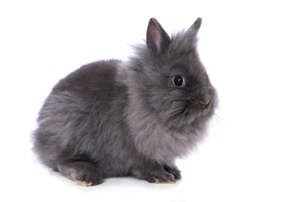 Cute Dwarf Rabbit Isolated White Background — стоковое фото