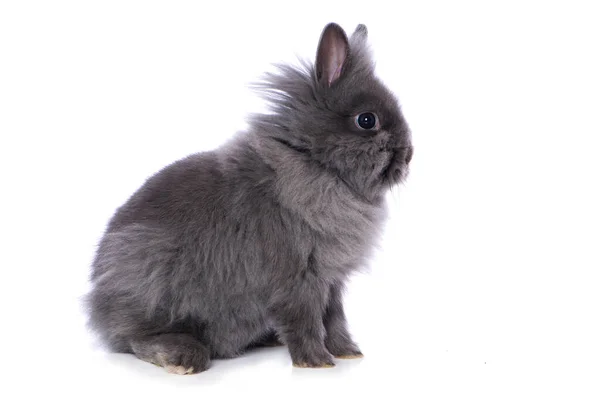 Cute Dwarf Rabbit Isolated White Background — стоковое фото