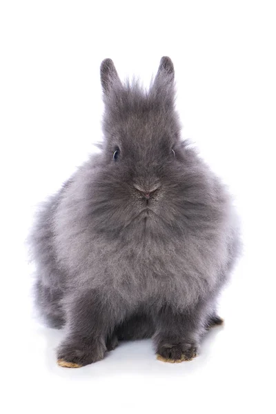 Cute Dwarf Rabbit Isolated White Background — стоковое фото