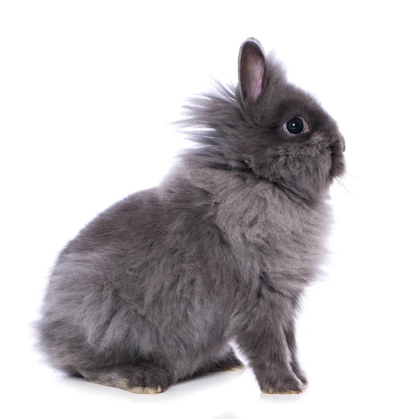 Cute Dwarf Rabbit Isolated White Background — стоковое фото