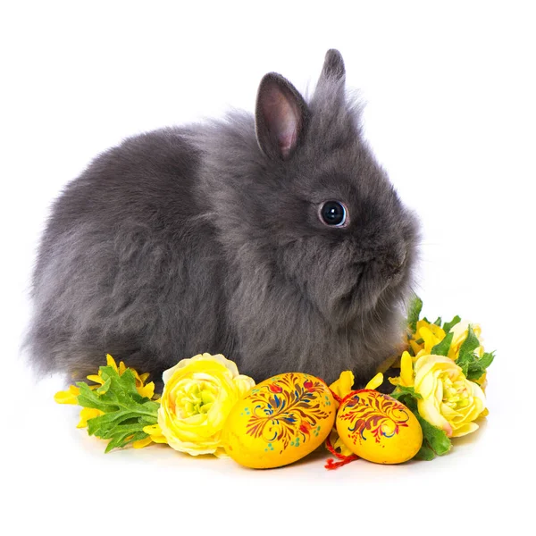 Cute Dwarf Rabbit Flower Wreath Isolated White Background — Zdjęcie stockowe