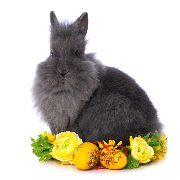 Cute Dwarf Rabbits Flower Wreath Isolated White Background — Zdjęcie stockowe