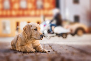 Genç Golden Retriever şehirde
