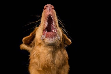 Nova Scotia ördek çalımı av köpeği havlaması siyah arka planda izole edilmiş.