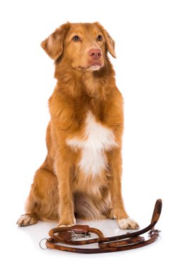 Nova Scotia ördek hırsızı av köpeği beyaz arka planda izole bir şekilde oturuyor ve tasmasını tutuyor.