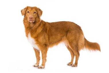 Ördek avı av köpeği beyazda izole edildi