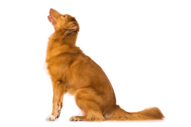 Duck tolling retriever isolated on white clipart
