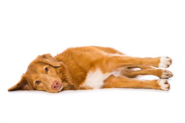 Nova Scotia ördek gişeli av köpeği beyaz arka planda tek başına yatıyor.