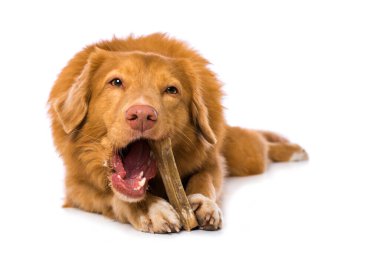 Nova Scotia ördek çanı av köpeği beyaz arka planda izole edilmiş bir kemiği çiğniyor.