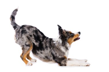 Bir top ile şirin köpek