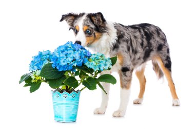 Mavi ortanca çiçekli minyatür Avustralya çoban köpeği.