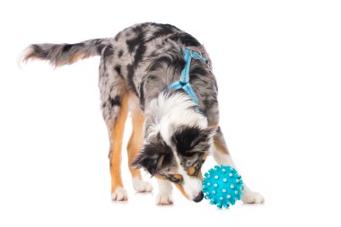 Mavi taşaklı küçük bir Avusturyalı çoban köpeği.