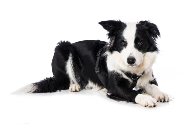 Young Border Collie Dog Lying Isolated White Backround — 图库照片