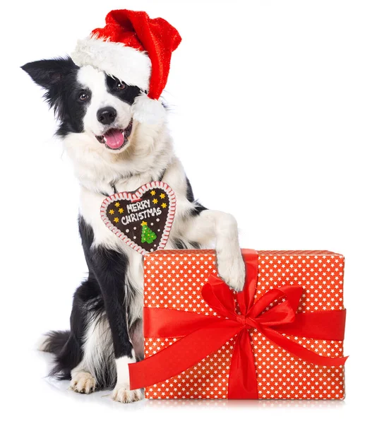 Young Border Collie Dog Santa Hat Isolated White Backround — стоковое фото