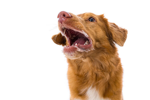 Nova scotia duck tolling retriever dog isolated on white background catches a treats