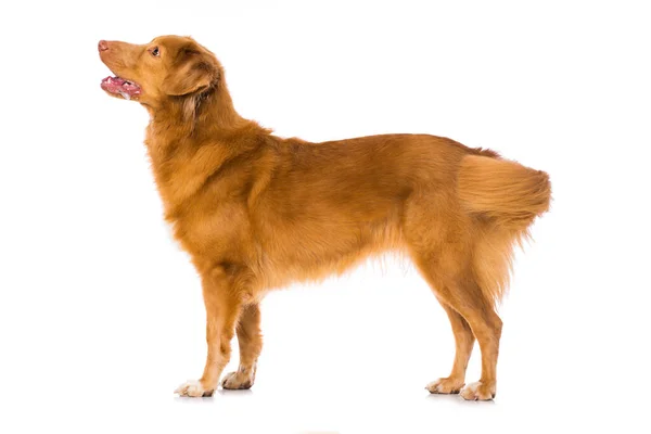 Duck Tolling Retriever Isolated White — 图库照片