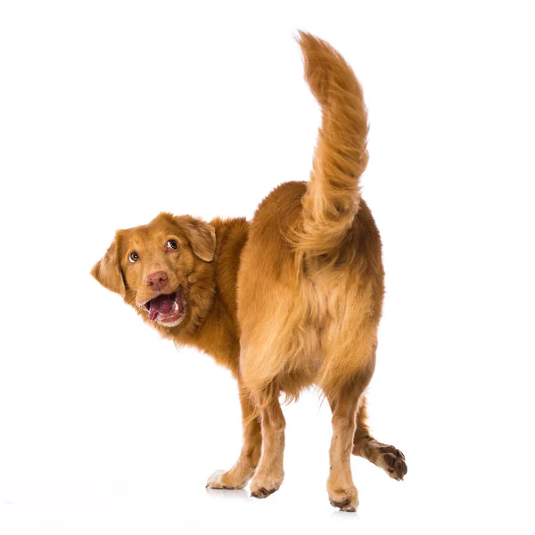 Nova Scotia Duck Tolling Retriever Dog Turns Isolated White Background — 图库照片