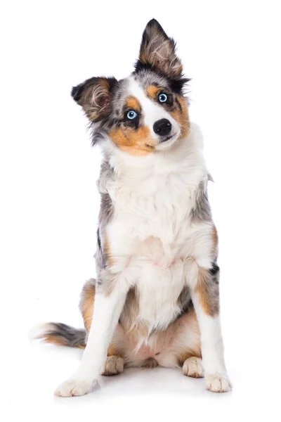 Cão Bonito Com Uma Bola — Fotografia de Stock