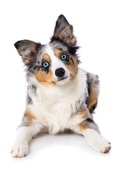 かわいい犬ボール — ストック写真