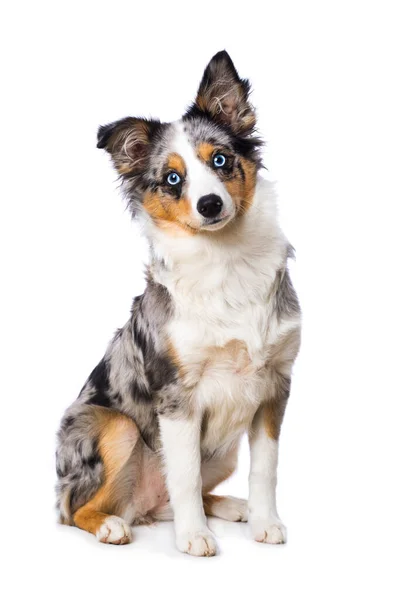 Cão Bonito Com Uma Bola — Fotografia de Stock