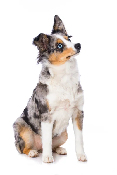 Cão Bonito Com Uma Bola — Fotografia de Stock
