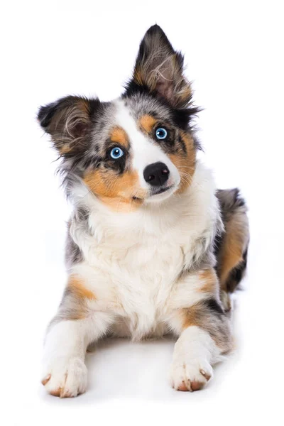 Cane Carino Con Una Palla — Foto Stock