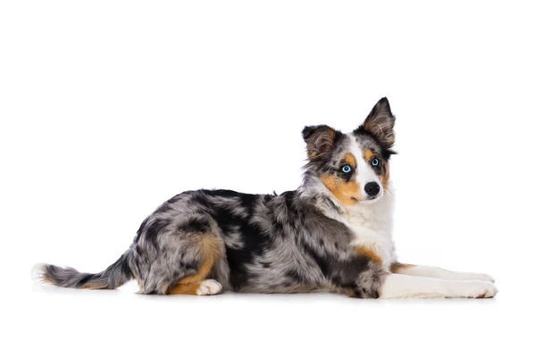 Cane Carino Con Una Palla — Foto Stock