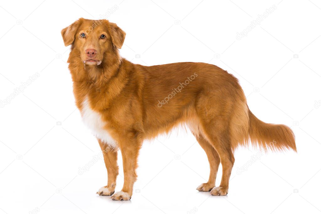 Duck tolling retriever isolated on white