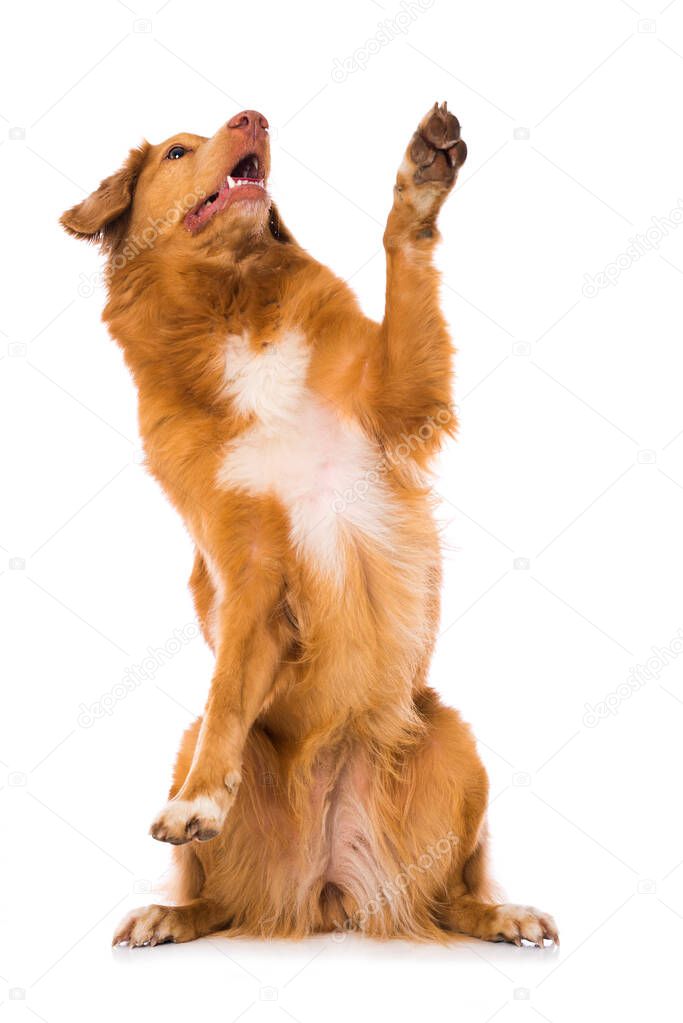 Nova scotia duck tolling retriever dog sitting isolated on white background and lift the paw