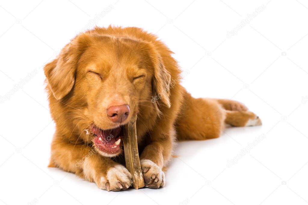 Nova scotia duck tolling retriever dog is chewing a bone isolated on white background