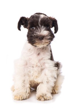 Oyuncak köpek beyaz arkaplanda izole edildi