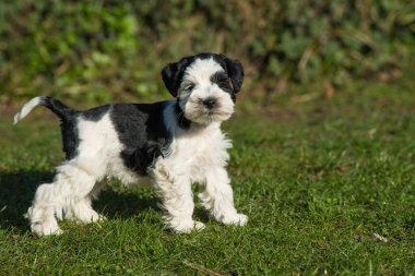 Çayırdaki oyuncak köpek.