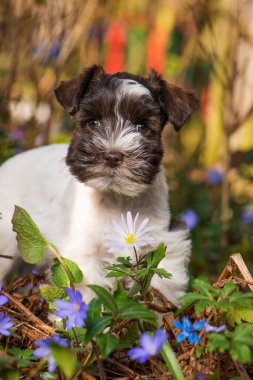 Bahar çiçeği çayırında sevimli oyuncak köpek yavrusu