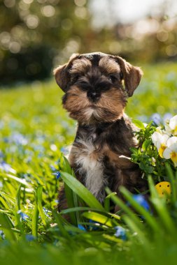 Bahar çiçeği çayırında sevimli oyuncak köpek yavrusu