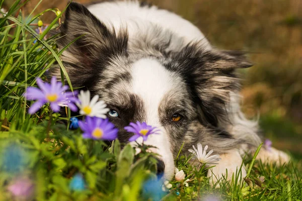 Border Collie Lying Colourful Spring Meadow — Stockfoto