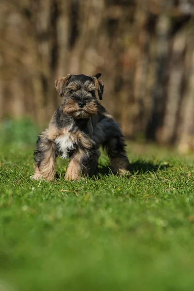 Speelgoedsnauzer Hond Een Weide — Stockfoto