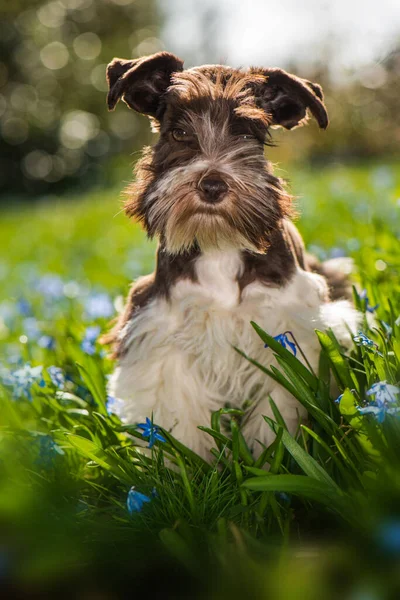 かわいいおもちゃSnauzer子犬で春の花の牧草地 — ストック写真