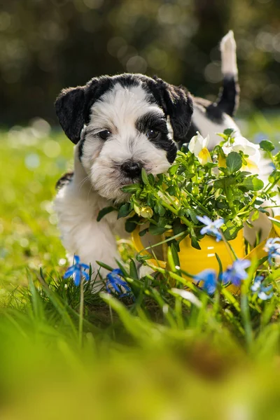 Bahar Çiçeği Çayırında Sevimli Oyuncak Köpek Yavrusu — Stok fotoğraf