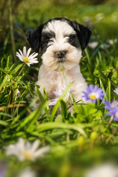 Cute Toy Snauzer Puppy Spring Flower Meadow — Fotografia de Stock