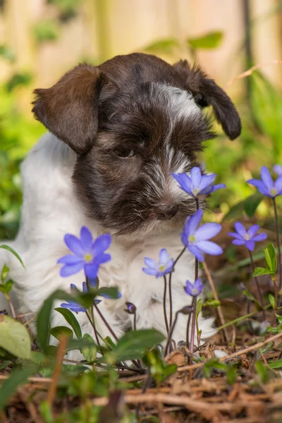 Cute Toy Snauzer Puppy Spring Flower Meadow — стоковое фото