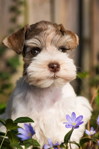 Cute Toy Snauzer Puppy Spring Flower Meadow — Stock Photo, Image