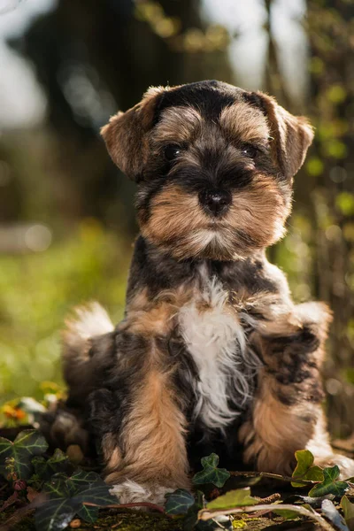 초원에 귀여운 장난감 강아지 — 스톡 사진